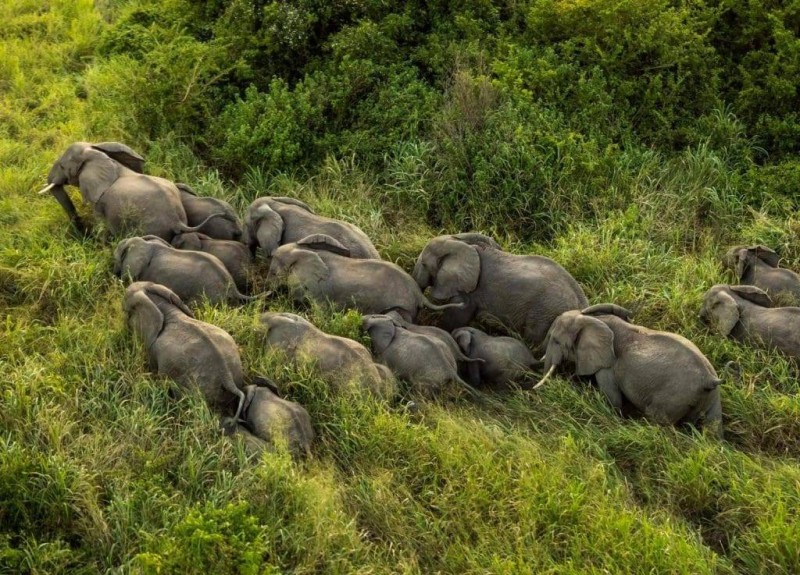 L Phants Le Gouvernement D Cide D Sormais De Les Prot Ger Fratmat