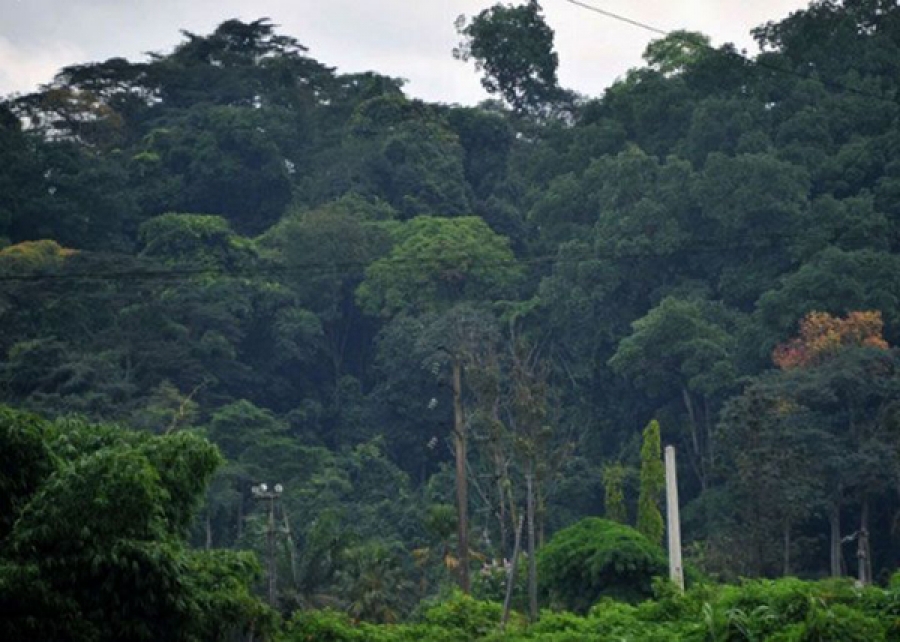 Réhabilitation De La Forêt Ivoirienne : Le Ministère Et Ses Partenaires ...