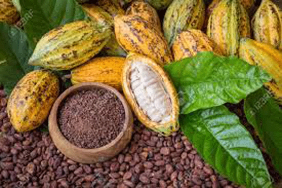 Cacao La Côte d’Ivoire et le Ghana lèvent la suspension des ventes de