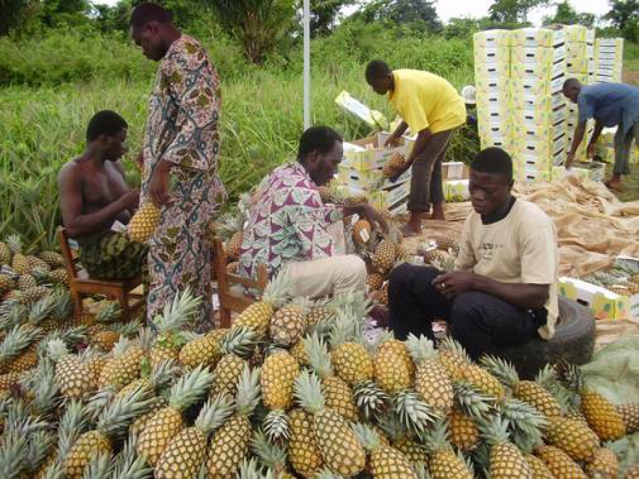 Bonoua: Les producteurs d’ananas appellent l’Etat à la rescousse pour