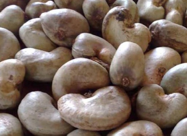 Botro / Cashew Campaign: A stock of over 60 tons sold thanks to the involvement of managers