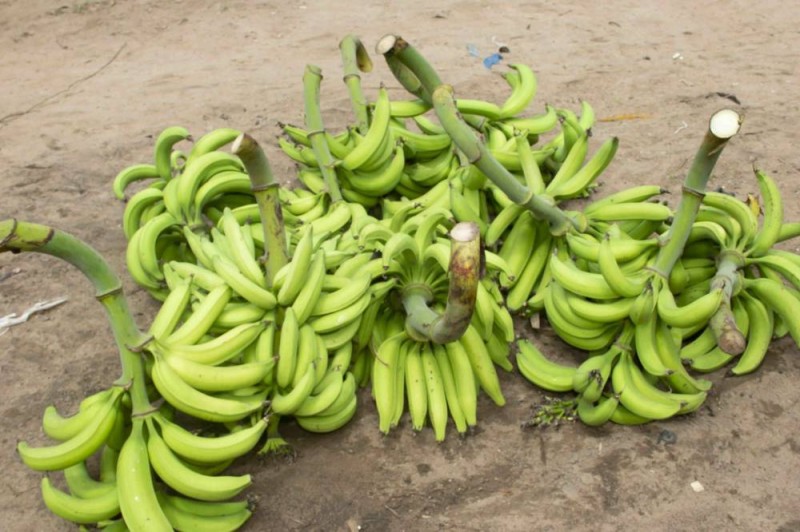 Abidjan: les prix du chou, de la banane plantain, du concombre, du ...