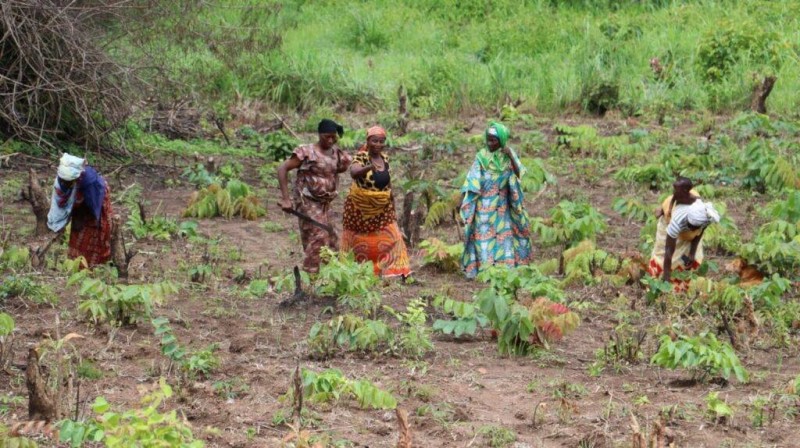 
    Agriculture : Les producteurs désertent les champs, les mines en profitent
